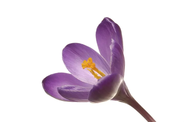 Gerahmter Druck : Frühlings-Krokus (Crocus vernus hyb.) Gerahmter Druck : Frühlings-Krokus (Crocus vernus hyb.)