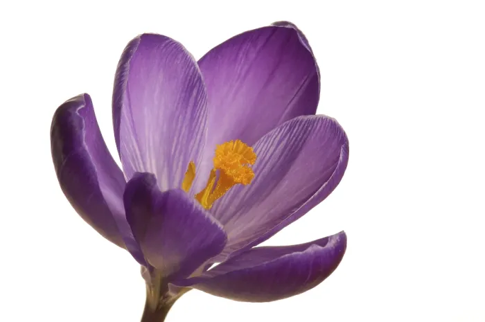 Gerahmter Druck : Frühlings-Krokus (Crocus vernus hyb.) Gerahmter Druck : Frühlings-Krokus (Crocus vernus hyb.)