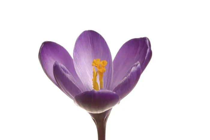Gerahmter Druck : Frühlings-Schafgarbe (Crocus vernus hyb.) Gerahmter Druck : Frühlings-Schafgarbe (Crocus vernus hyb.)