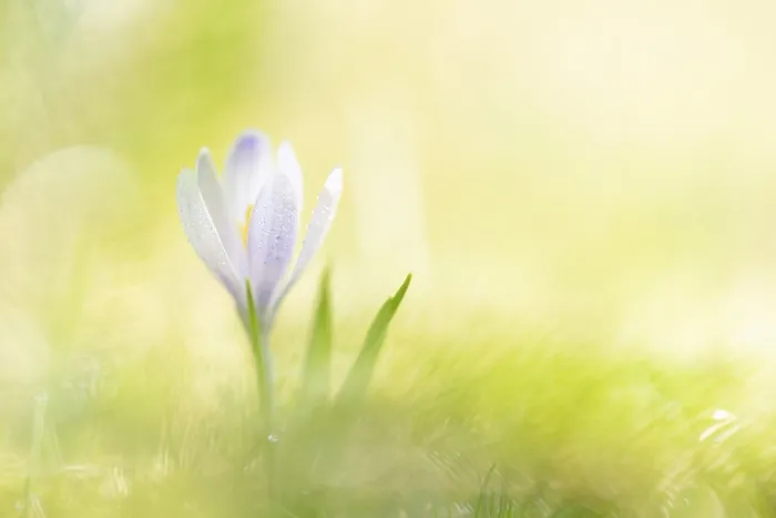 Gerahmter Druck : Frühlings-Krokus (Crocus vernus) mit Morgentau. Gerahmter Druck : Frühlings-Krokus (Crocus vernus) mit Morgentau.