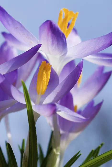 Gerahmter Druck : Frühlings-Krokus (Crocus vernus) München