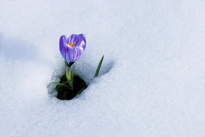 Gerahmter Druck : Frühlings-Krokus (Crocus vernus) im Schnee. Gerahmter Druck : Frühlings-Krokus (Crocus vernus) im Schnee.