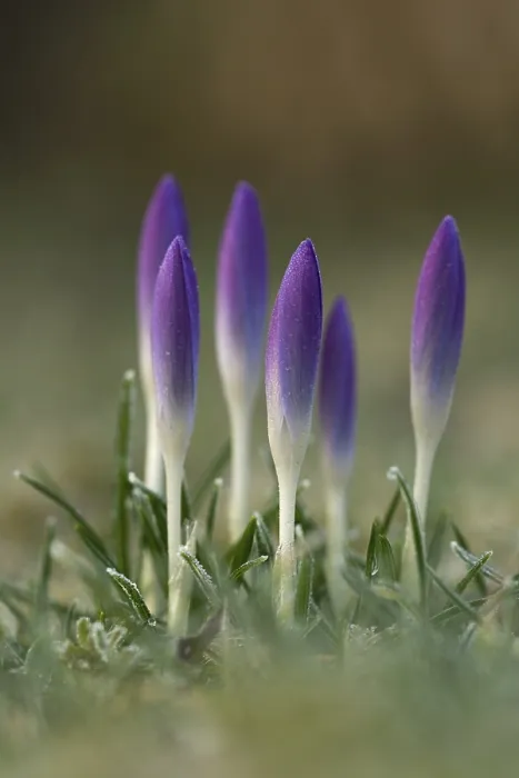 Gerahmter Druck : Frühlings-Krokus oder Niederländischer Krokus (Crocus vernus albiflorus) Gerahmter Druck : Frühlings-Krokus oder Niederländischer Krokus (Crocus vernus albiflorus)