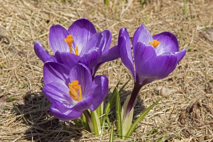 Gerahmter Druck : Frühlings-Krokus in einem privaten Garten. Gerahmter Druck : Frühlings-Krokus in einem privaten Garten.