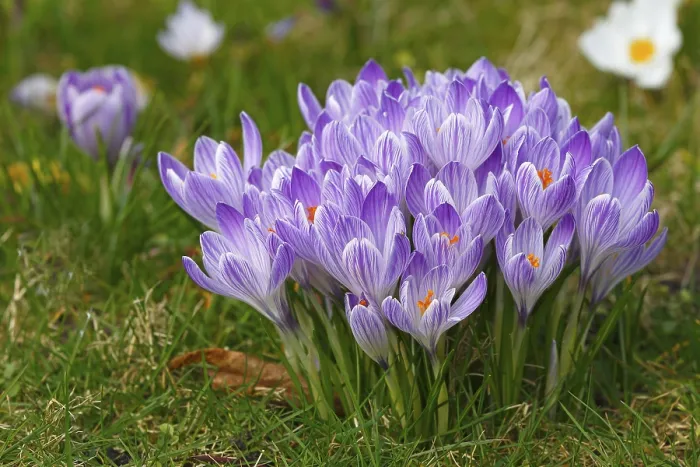 Gerahmter Druck : Frühlings-Krokusse (Crocus vernus) in Blüte. Gerahmter Druck : Frühlings-Krokusse (Crocus vernus) in Blüte.
