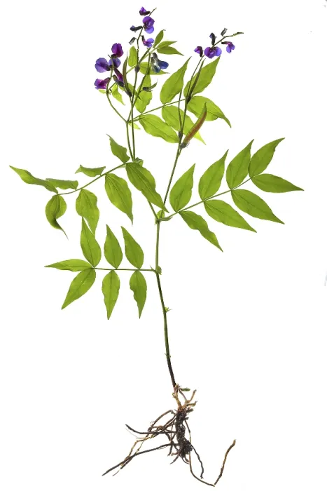 Gerahmter Druck : Frühlingsflachbohne (Lathyrus vernus) Gerahmter Druck : Frühlingsflachbohne (Lathyrus vernus)