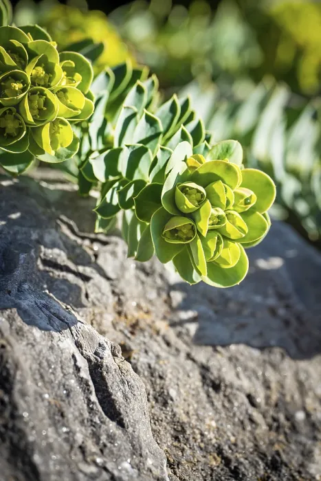 Gerahmter Druck : Frühlingsblume im Sonnenlicht, Schwarzwald. Gerahmter Druck : Frühlingsblume im Sonnenlicht, Schwarzwald.