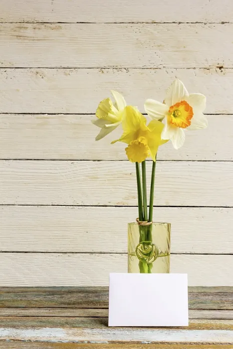 Gerahmter Druck : Drei Frühlingsblumen gelb. Gerahmter Druck : Drei Frühlingsblumen gelb.