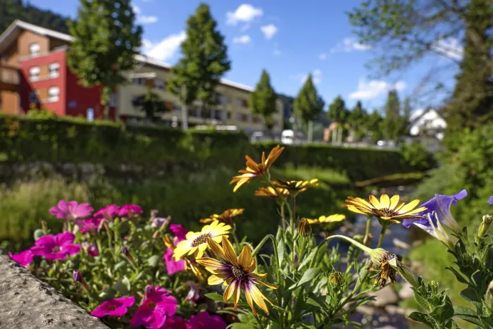 Gerahmter Druck : Frühlingsblumen am Enz-Ufer in Bad Wildbad, Schwarzwald, Deutschland Gerahmter Druck : Frühlingsblumen am Enz-Ufer in Bad Wildbad, Schwarzwald, Deutschland