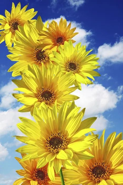 Gerahmter Druck : Frühlingsblumen auf blauem Himmel.