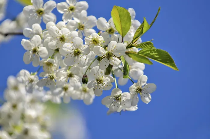 Gerahmter Druck : Frühlingsblumen auf Kirschzweigen. Gerahmter Druck : Frühlingsblumen auf Kirschzweigen.