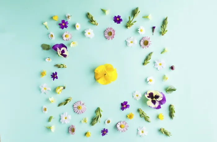 Gerahmter Druck : Frühlingsblumen umrunden den Rahmen. Gerahmter Druck : Frühlingsblumen umrunden den Rahmen.