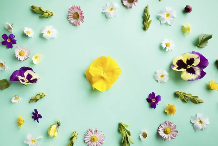 Gerahmter Druck : Frühlingsblumen umrahmen den Rahmen. Gerahmter Druck : Frühlingsblumen umrahmen den Rahmen.