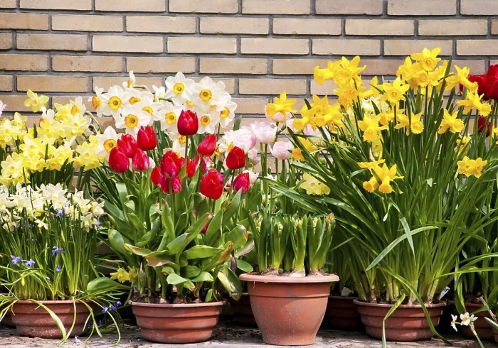 Gerahmter Druck : Frühlingsblumen in Töpfen gegen einen Ziegelmauer. Gerahmter Druck : Frühlingsblumen in Töpfen gegen einen Ziegelmauer.