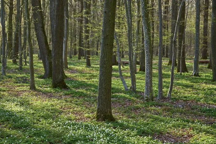 Gerahmter Druck : Frühlingswald mit grünem Hintergrund. Gerahmter Druck : Frühlingswald mit grünem Hintergrund.