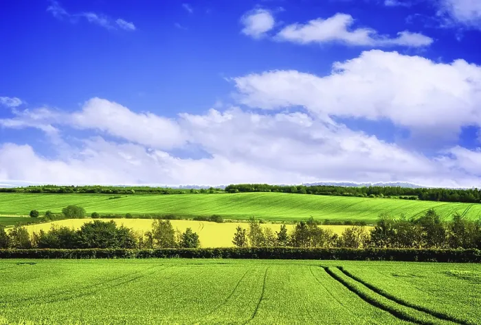 Gerahmter Druck : Frühlingsgrün-Landschaft Gerahmter Druck : Frühlingsgrün-Landschaft