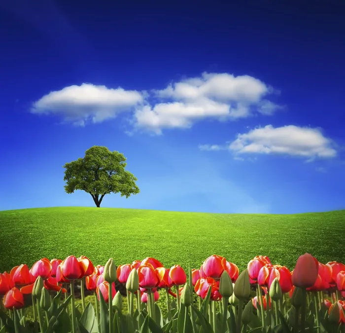 Gerahmter Druck : Frühlingslandschaft Gerahmter Druck : Frühlingslandschaft
