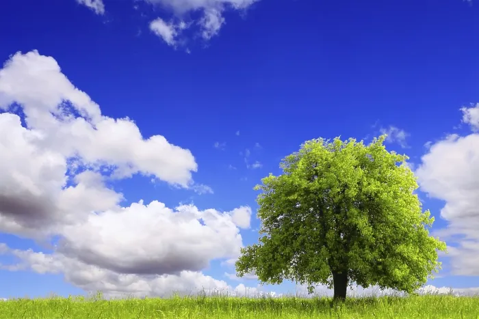 Gerahmter Druck : Frühlingslandschaft mit grünem Baum. Gerahmter Druck : Frühlingslandschaft mit grünem Baum.