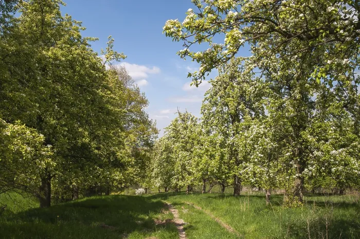 Gerahmter Druck : Frühling, Landschaft, Weidegarten Gerahmter Druck : Frühling, Landschaft, Weidegarten