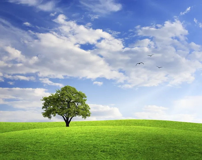 Gerahmter Druck : Frühlingslandschaft mit Eichenbaum und blauem Himmel. Gerahmter Druck : Frühlingslandschaft mit Eichenbaum und blauem Himmel.