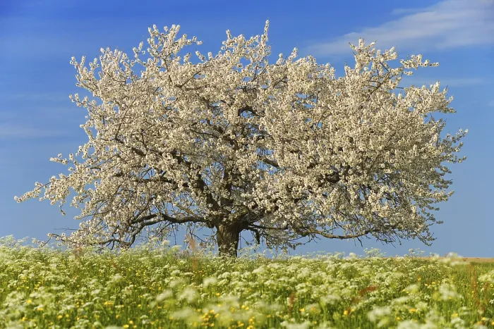 Gerahmter Druck : Frühlingswiese mit einem einzigen Kirschbaum (Prunus avium). Gerahmter Druck : Frühlingswiese mit einem einzigen Kirschbaum (Prunus avium).