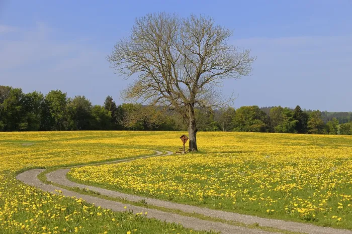 Gerahmter Druck : Frühlingswiese mit Baum, Aitrang Gerahmter Druck : Frühlingswiese mit Baum, Aitrang