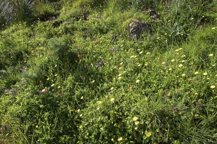 Gerahmter Druck : Frühlingswiese mit verschiedenen Blumen, Zingaro, Nationalpark und Naturreservat in Nordwest-Sizilien, Italien Gerahmter Druck : Frühlingswiese mit verschiedenen Blumen, Zingaro, Nationalpark und Naturreservat in Nordwest-Sizilien, Italien