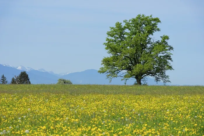 Gerahmter Druck : Frühlingswiesen mit einsamer Eiche. Gerahmter Druck : Frühlingswiesen mit einsamer Eiche.