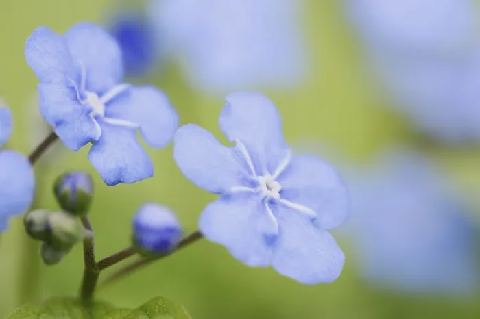 Gerahmter Druck : Frühlingsgedenkmehlquendte (Omphalodes verna) Gerahmter Druck : Frühlingsgedenkmehlquendte (Omphalodes verna)