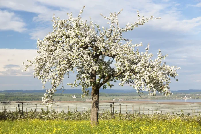 Gerahmter Druck : Frühlingsstimmung mit blühendem Fruchtbaum. Gerahmter Druck : Frühlingsstimmung mit blühendem Fruchtbaum.