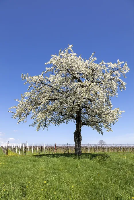 Gerahmter Druck : Frühling, Natur, Landschaft, Baum. Gerahmter Druck : Frühling, Natur, Landschaft, Baum.