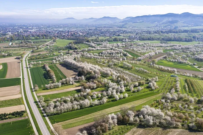 Gerahmter Druck : Frühling im Renchtal in der Ortenau Gerahmter Druck : Frühling im Renchtal in der Ortenau