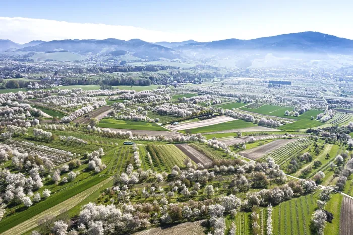 Gerahmter Druck : Frühling im Renchtal in der Ortenau, Blüte, blühende Kirschbäume, Drohnenfoto, Sasbach, Baden-Württemberg Gerahmter Druck : Frühling im Renchtal in der Ortenau, Blüte, blühende Kirschbäume, Drohnenfoto, Sasbach, Baden-Württemberg