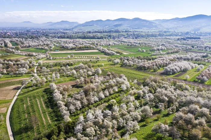 Gerahmter Druck : Frühling im Renchtal in der Ortenau. Gerahmter Druck : Frühling im Renchtal in der Ortenau.