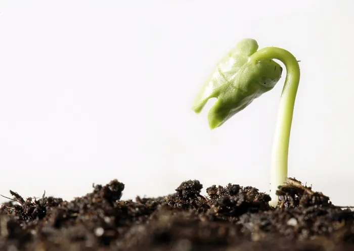 Gerahmter Druck : Frühling! - Sämling auf Erde voller Nährstoffe. Gerahmter Druck : Frühling! - Sämling auf Erde voller Nährstoffe.