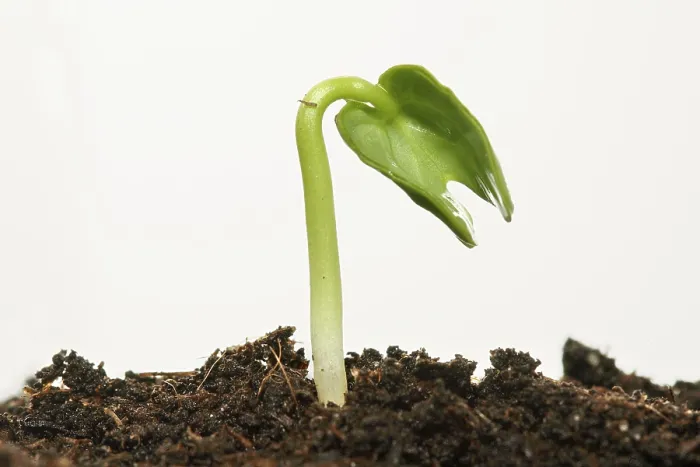 Gerahmter Druck : Frühling! - Sämling auf Erde voller Nährstoffe. Gerahmter Druck : Frühling! - Sämling auf Erde voller Nährstoffe.