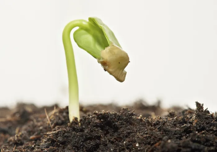 Gerahmter Druck : Frühling! - Sämling auf Erde voller Nährstoffe.