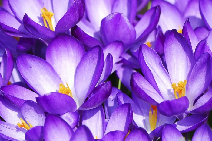 Gerahmter Druck : Frühlingslandschaft mit Krokusblumen Gerahmter Druck : Frühlingslandschaft mit Krokusblumen