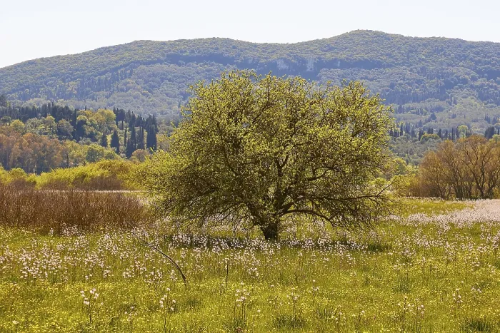 Gerahmter Druck : Frühling, einzelblütiges Baum in Frühlingswiese. Gerahmter Druck : Frühling, einzelblütiges Baum in Frühlingswiese.
