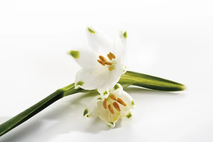 Gerahmter Druck : Frühlings Schneeflocke Gerahmter Druck : Frühlings Schneeflocke