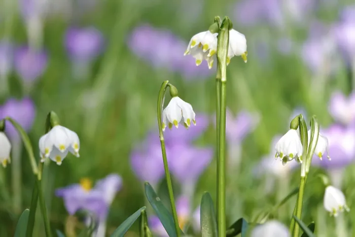 Gerahmter Druck : Frühlings-Schneeflocke in einer Kuemmelwiese, Deutschland. Gerahmter Druck : Frühlings-Schneeflocke in einer Kuemmelwiese, Deutschland.