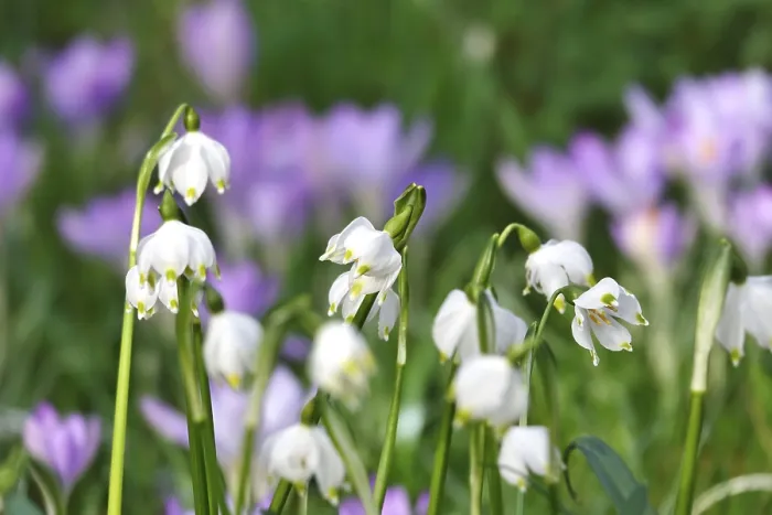 Gerahmter Druck : Frühlings-Schneeflocke in einer Krokuswiese, Deutschland. Gerahmter Druck : Frühlings-Schneeflocke in einer Krokuswiese, Deutschland.