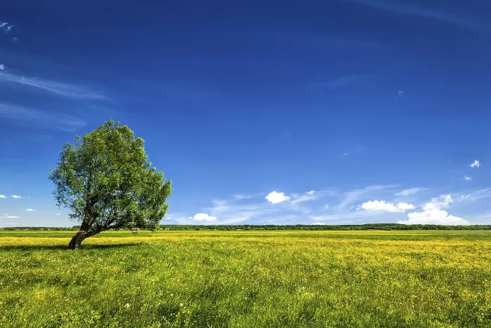Gerahmter Druck : Frühling Sommer Hintergrund Gerahmter Druck : Frühling Sommer Hintergrund
