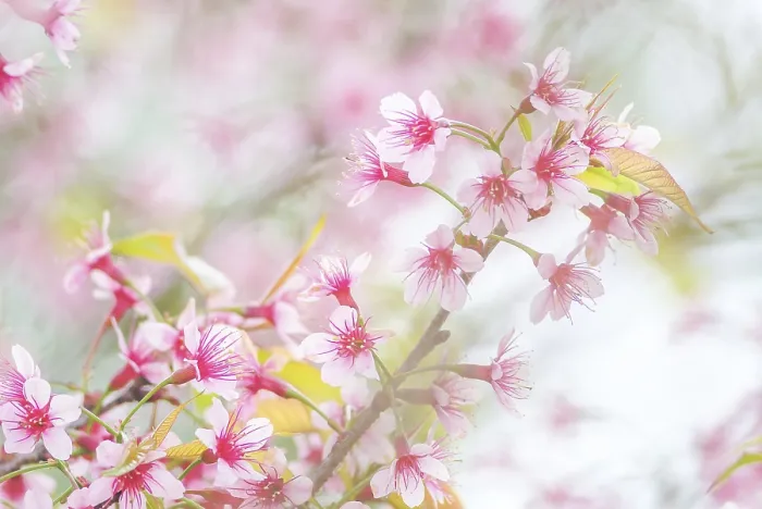 Gerahmter Druck : Frühlingszeit mit schönen Kirschblüten. Gerahmter Druck : Frühlingszeit mit schönen Kirschblüten.