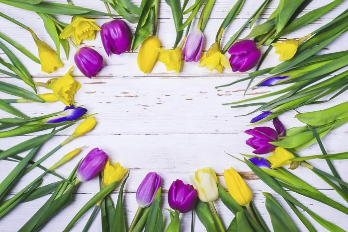 Gerahmter Druck : Frühlings-weißer Blumenhintergrund. Gerahmter Druck : Frühlings-weißer Blumenhintergrund.