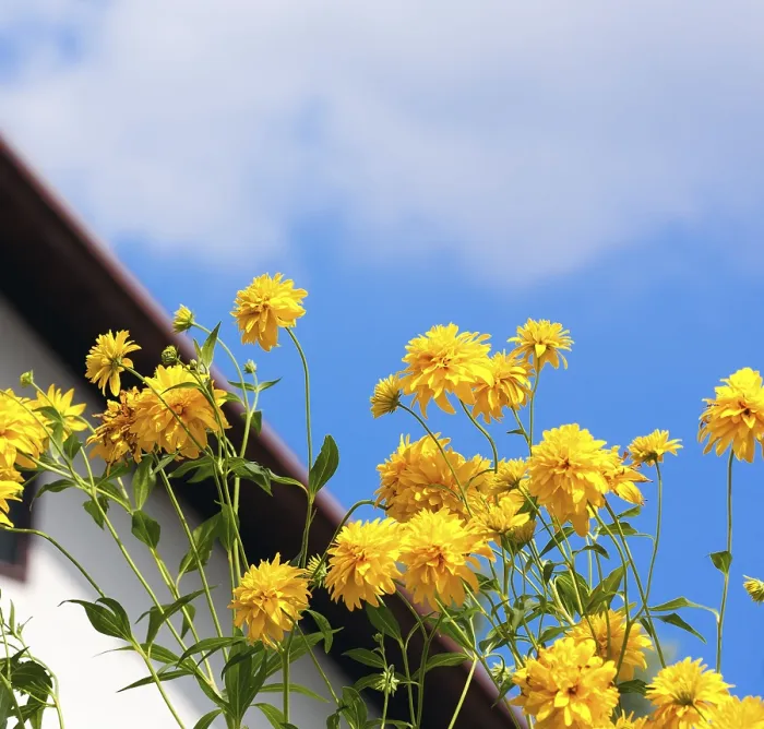 Gerahmter Druck : Frühlingsgelbe Blumen