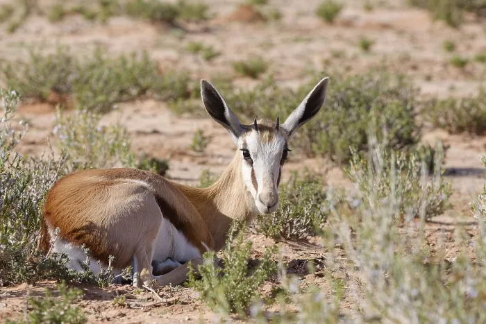 Gerahmter Druck : Springbok (Antidorcas marsupialis) Gerahmter Druck : Springbok (Antidorcas marsupialis)