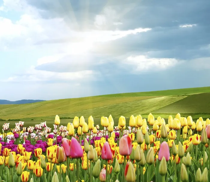 Gerahmter Druck : Springtime Gerahmter Druck : Springtime
