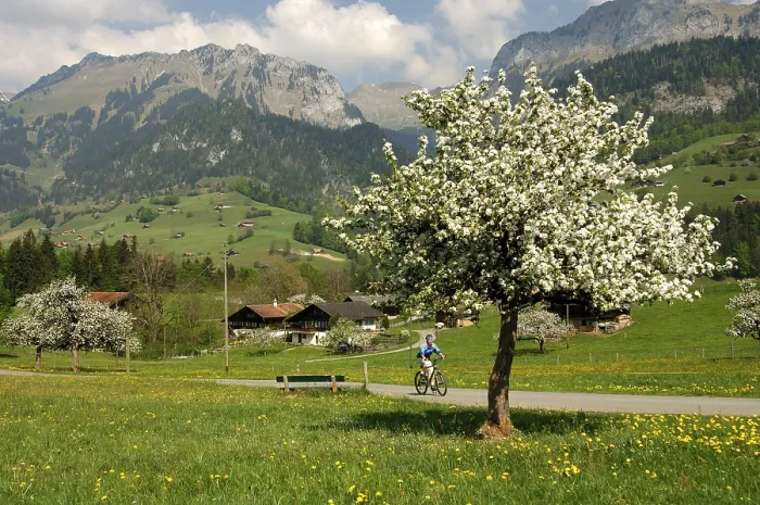 Gerahmter Druck : Frühlingszeit in der Simme, Daerstetten. Gerahmter Druck : Frühlingszeit in der Simme, Daerstetten.