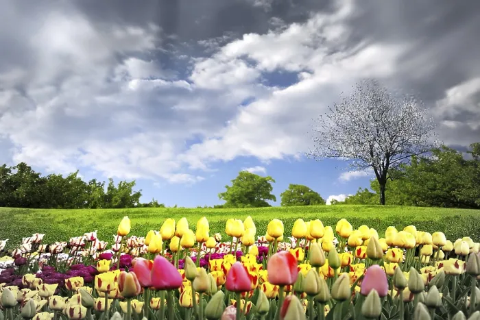 Gerahmter Druck : Frühlings-Tulpen und stürmischer Himmel. Gerahmter Druck : Frühlings-Tulpen und stürmischer Himmel.